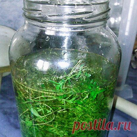 Лечение настойкой полыни горькой: рецепт, как сделать настойку полыни, показания к применению