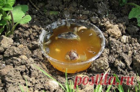 20 дешевых и простых хитростей, которые должен знать каждый садовод