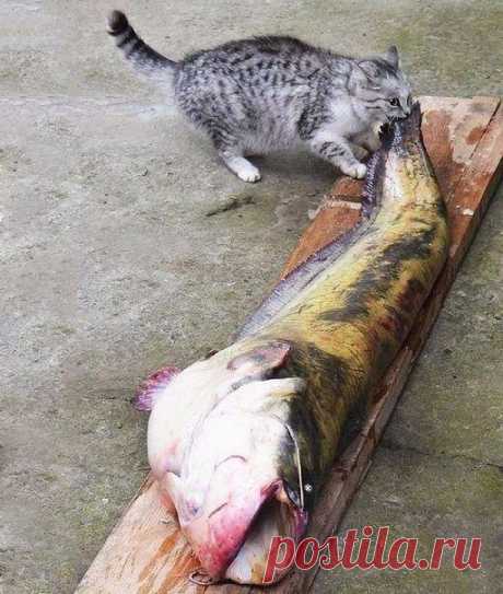 Коты-воришки, пойманные с поличным / Питомцы