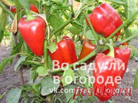 1) 10 ошибок при выращивании сладкого перца.