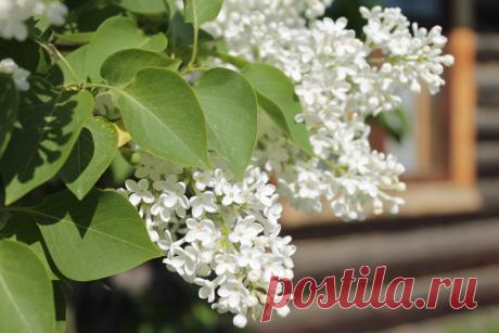 Белая сирень