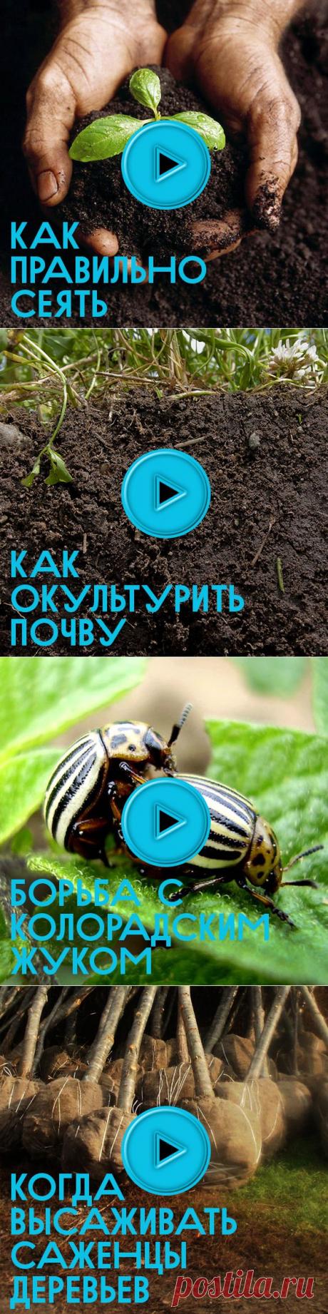 50 видеосоветов для огородника. :)