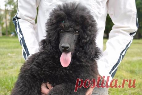 494262450_3_1000x700_macho-pudelyachcho-sobaki_rev001.jpg (1000×665)