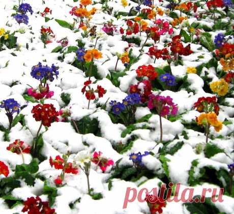 Плейкаст «Цветы под снегом»