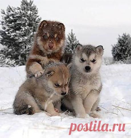 (69) Одноклассники