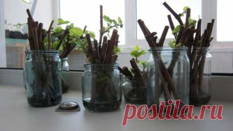 Дачники Онеги