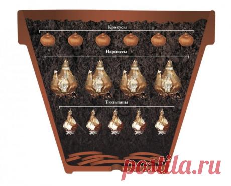 Луковичные цветы на балконах и лоджиях