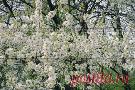 Ветви цветущего дерева, весенний природный цветочный фон Стоковое фото, фотограф Ilaronsia / Фотобанк Лори