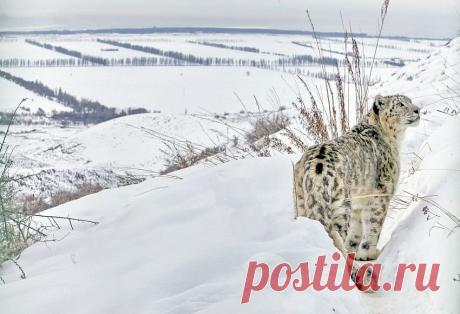 По следам снежного барса — National Geographic Россия
