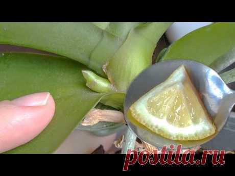 НЕ ЗАБУДЬТЕ орхидеи ЗАСТАВИТЬ ЦВЕСТИ! корни ВЕЗДЕ! цветонос СРАЗУ! поливать ИЗРЕДКА!