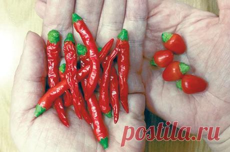 Эксперимент! Можно ли вырастить перец чили в горшочках? | 6 соток