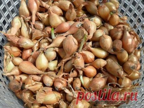 Почему лук уходит в стрелку, и как с этим бороться У многих дачников наверняка возникали проблемы с хранением лука-севка – мелких луковичек, которые очень остро реагируют на малейшие изменения погоды, условия содержания и быстро пускают стрелки. Приоб...