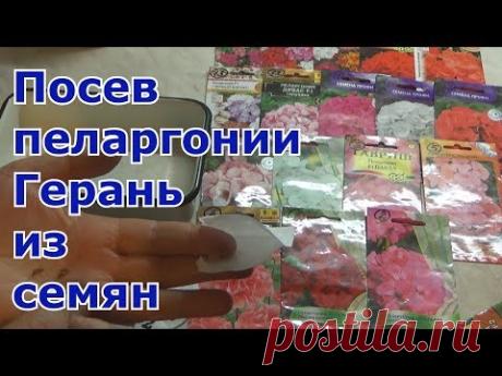 Когда и как сеять пеларгонию (герань) семенами