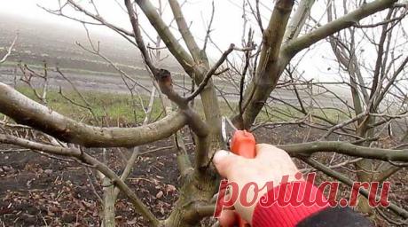 Обрезка плодовых фруктовых деревьев — Ⴚα∂ ℨα୮০τ০Ᏸҡα