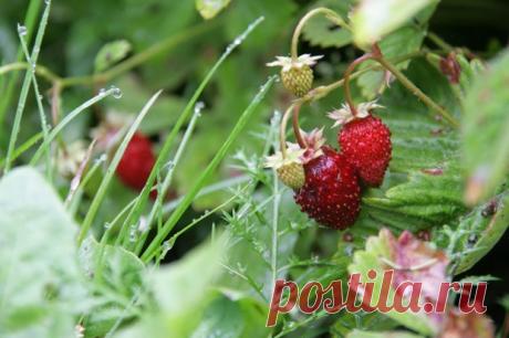 Травяные чаи: дачные рецепты.