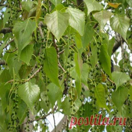 Тополиные почки для носа.