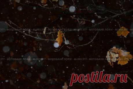 A frozen icy tree branch with dry leaves, moody and serene feeling Стоковое фото, фотограф Ilaronsia / Фотобанк Лори