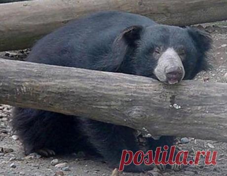 Любовь до гроба: этот медведь погиб от тоски после смерти своей любимой