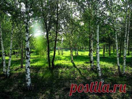Береза - целитель | ЖЕНСКИЙ МИР