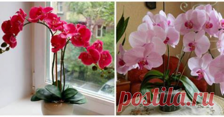 Соблюдай эти 9 правил и твоя орхидея будет цвести круглый год. Глядя на цветущую орхидею, многие цветоводы даже не задумываются, покупать это необыкновенное растение или нет.