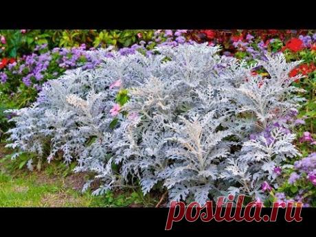 7 модных сезонных растений, которые лучше вырастить из семян