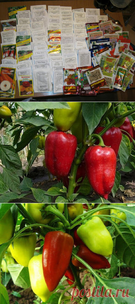 Дачное обозрение: Ранние сорта перца сладкого