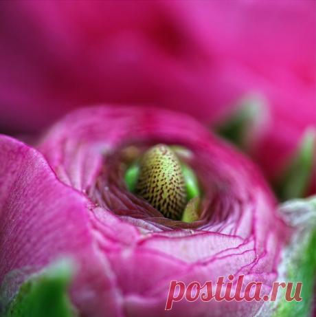 Азиатские лютики. Ранункулюсы — розы весны | РОЗЫ