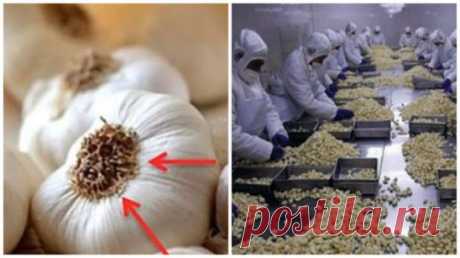 Не покупайте и не ешьте этот чеснок! Вот что выяснилось…