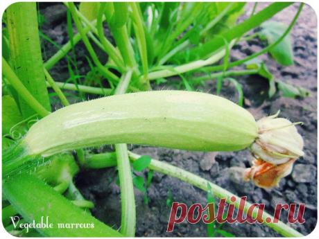Кабачки: выращивание, уход....