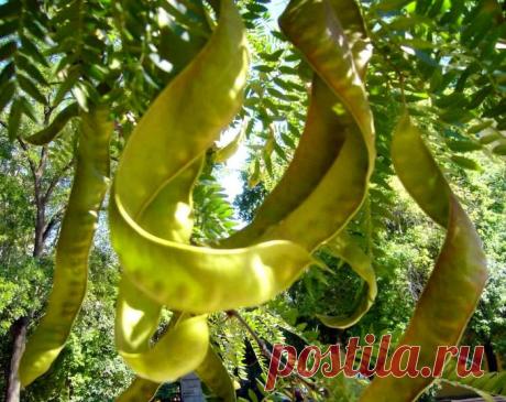 Гледичия — хороший лекарь. Лечебными являются не только стручки с зернами, но и листва, и даже кора молодых корней. Дерево это можно встретить в каждом районе Кубани.