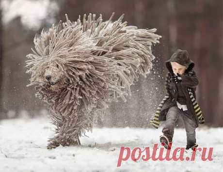 Эти венгерские овчарки прекрасны!