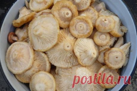 Грузди солёные простым способом – рецепт с фото