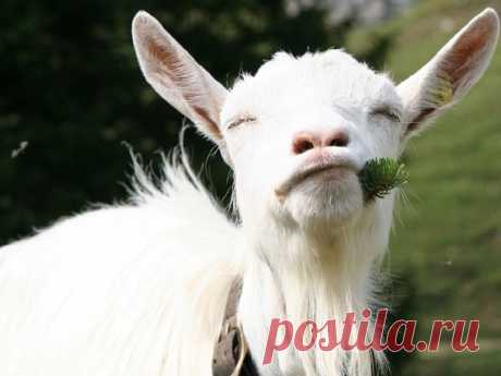 ЦИСТИТ
Цистит – острое или хроническое воспаление слизистой оболочки мочевого пузыря, различаемое по тяжести воспалительных явлений и длительности течения болезни из-за попадания гноеродной инфекции в мочевой пузырь со стороны почек, матки, вымени, через мочеточники и мочеиспускательный канал, а также вследствие мочекаменной болезни, задержания мочи, травм.
Показать полностью...