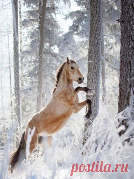 "Сила и грация этих животных сделала их волшебным тотемом природы, талисманом, знаком её Духа"
Д. Френсис. "Бег иноходца".