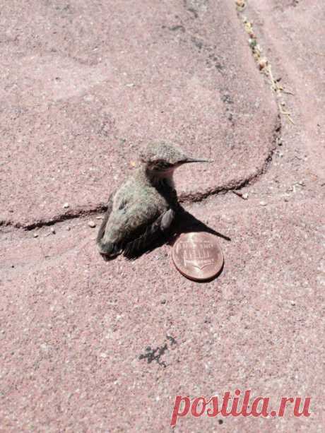 (+1) тема - Колибри крупным планом | ЛЮБИМЫЕ ФОТО