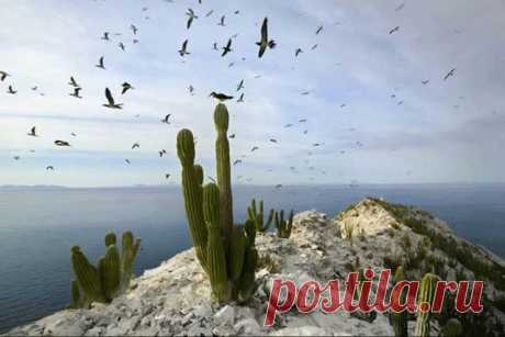 Толтек Инфо. Фотографии пустыни Сонора (Sonora)