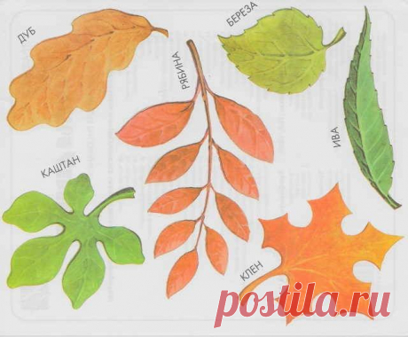 Картинки с листьями деревьев (35 фото) ⭐ Забавник