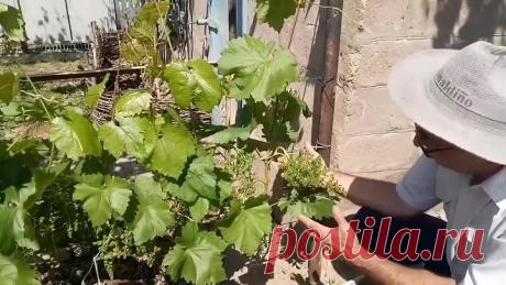 Нагрузка виноградного куста и удаление лишних соцветий