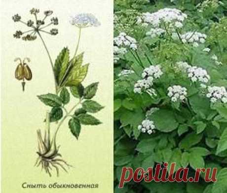 Трава сныть обыкновенная фото, полезные свойства, лечение.