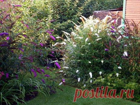 Будлея - посадка и уход в открытом грунте весной на Урале, в Подмосковье, Сибири, зимовка, видео В средней полосе, а также в регионах с более суровым климатом может цвести экзотический цветок будлея. Посадка и уход в открытом грунте растения требуют соблюдения определенных правил.