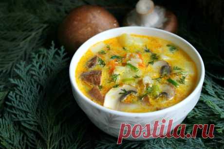 Рецепт грибного супа и 5 секретов приготовления блюд с грибами | Коте Оганезов | Дзен