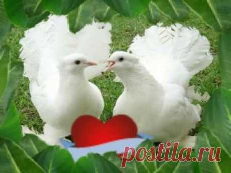 "Голуби целуются на крыше" - Сергей Одинцов и Азамат Исенгазин