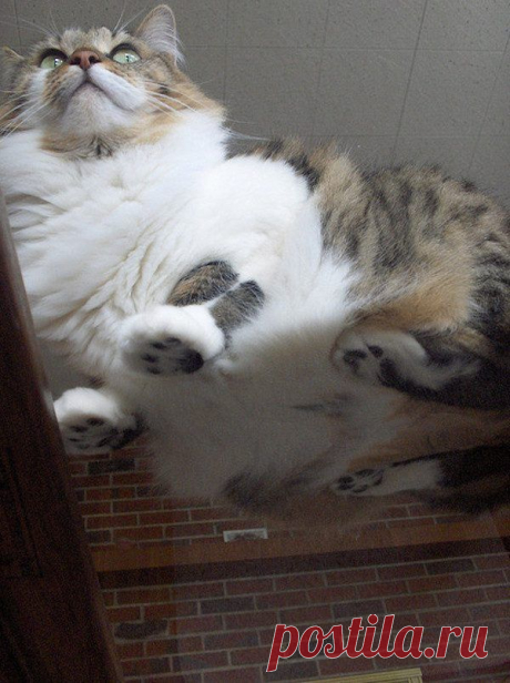 22 фото, доказывающих, что любому кошатнику нужен стеклянный стол / Питомцы