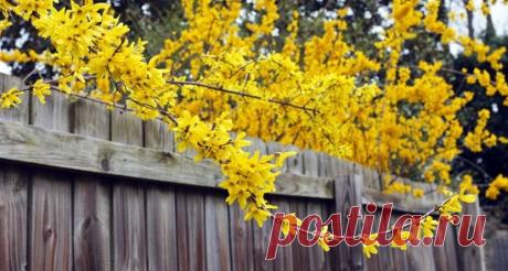 Форзиция полезные свойства и противопоказания
