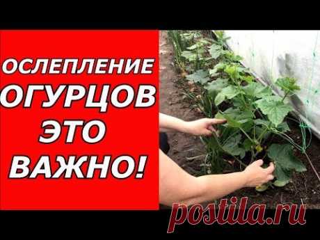Ослепление огурцов - это важно !