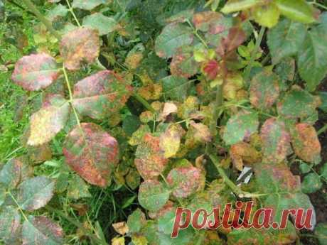 От ржавчины, пятнистости и мучнистой росы смешайте:
1 столовую ложку соды
1 чайную ложку мягкого средства для мытья посуды
1 столовую ложку растительного масла
1 таблетку растворенного аспирина
4,5 л воды