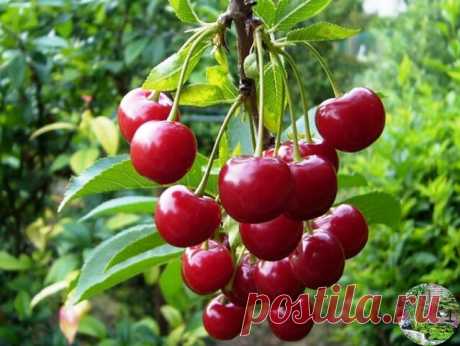 ЧТОБЫ ВИШНЯ НЕ КАПРИЗНИЧАЛА.
1. СОЛНЕЧНОЕ МЕСТО
Привитые деревья вишни, как и вообще все привитые растения, должны быть в изобилии обеспечены углеводами, которые производятся в листьях в процессе фотосинтеза на прямом солнце.
Для них надо выбирать такое место, где прямые солнечные лучи падают с раннего утра и держатся хотя бы до второй половины дня, а ещё лучше – до вечера.
Для подкормки вишни используют органику. Разведенный в воде коровяк с золой (на 3 ведра воды 0, 5 ...