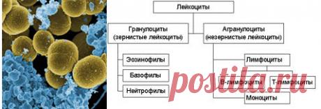 ОБЩИЙ АНАЛИЗ КРОВИ...