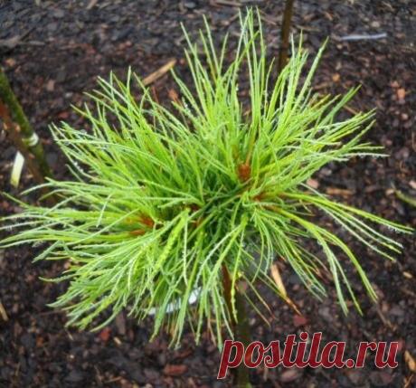 Еще один простой способ вырастить "Кедр" из орешка | Моя усадьба | Яндекс Дзен