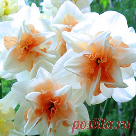 Махровые нарциссы